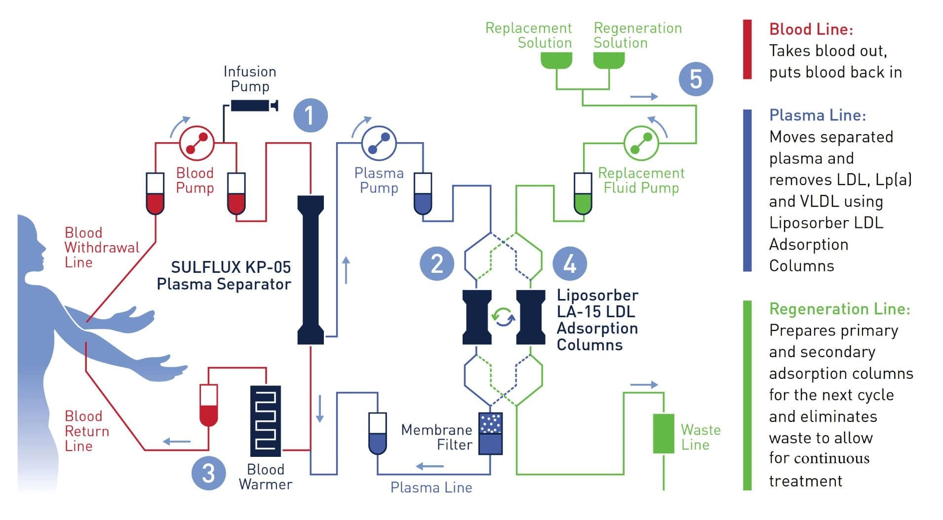 Diagram of the apheresis circuit: the blood line carries blood out and back, the plasma line separates plasma and passes it through the adsorption columns that remove LDL, Lp(a) and VLDL, and the regeneration line prepares the columns for the next cycle.